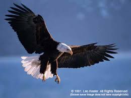 Image American Bald <b>Eagles</b> Desktop Picture