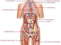 The Female Body