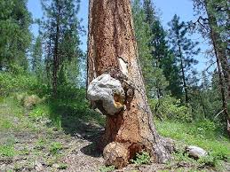 06.16.07: Now thats a Pine Burl