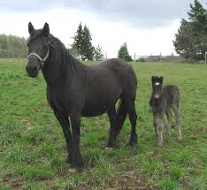 Dales Pony Beauty Pic