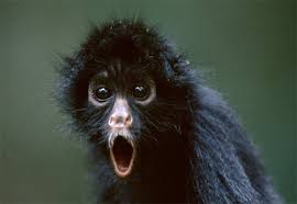 Photo Young black spider monkey