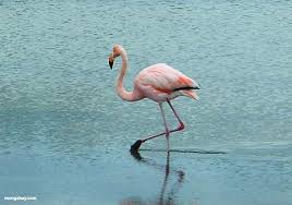 flamingo pronunciation