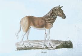 Equus quagga