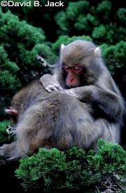 Lesbian Japanese Monkeys