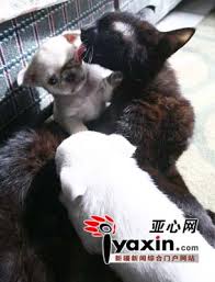 U25P4T8D1634729F116DT20090407130135.jpg (www.chinanews.com.cn)