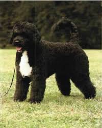 PORTUGUESE WATER DOG
