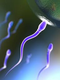 affect male fertility .