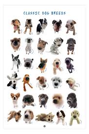 Hana Deka Classic Dog Breeds