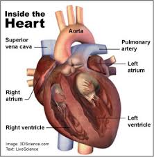The average heart beats 60 to 70