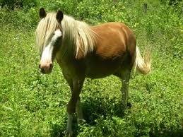 All of our ponies will be