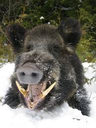 Oven Barbecued Javelina or Wild Boar