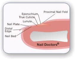 nail plate, eponychium (cuticle) 