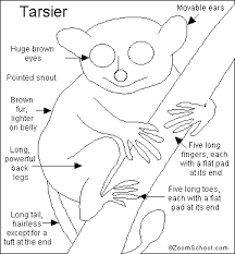 The pygmy tarsier, by the way, 