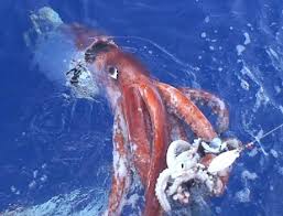 Giant squid photo
