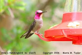 A Hummingbird