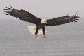 Photo of a giant bald Eagle with
