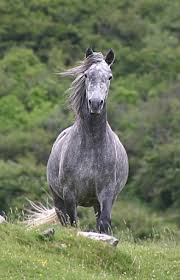 File:Connemara pony.jpg