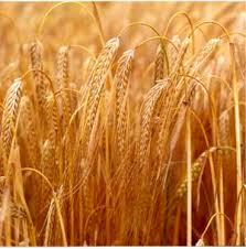 Barley is a resilient plant