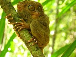 The pygmy tarsier, by the way, 