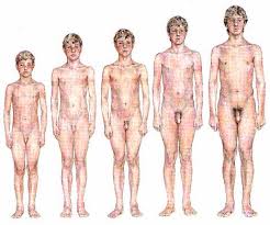 MALE DEVELOPMENT