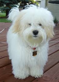 de perro Coton de Tulear