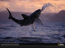 great white breaching lw jpg