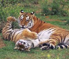 Nagarahole-national-park