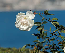20060311 6715 White Rose