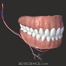 Teeth
