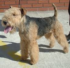 Lakeland Terrier