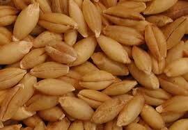 I have been reading up on Barley