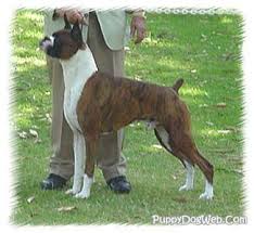 Show Dog Boxer Type Guardian Dog