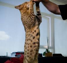 Ashera - Worlds Largest, Rarest and