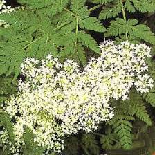 Myrrhis odorata Myrrh