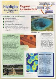 Info Sheets Archaebacteria