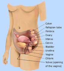 female body diagram