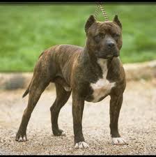 The American Pit Bull Terrier