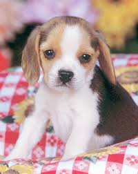 x26quot Beagle Pup x26quot Print