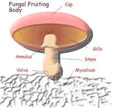 What are Fungi