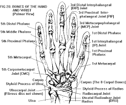 The digits and their metacarpal rays 