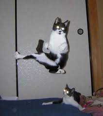 Kung Fu Cat