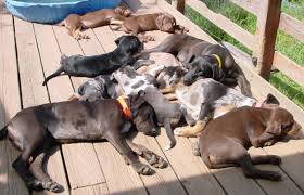 El Dorado Catahoulas