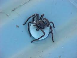 huntsman spider with egg pouch 