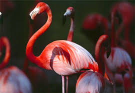 Photo Greater flamingos