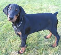 Doberman Pinscher Pictures