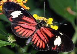 The butterfly�s bright colors tell 