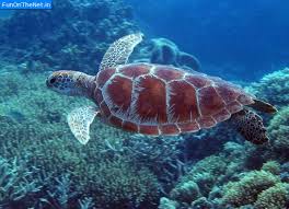 Great Barrier Reef Turtle