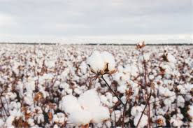 Australian Cotton Conference