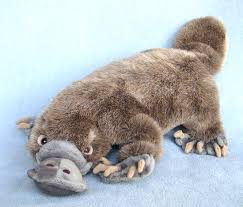 Stuffed Duck-billed Platypus