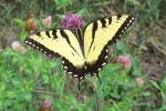 When she hiccups, it�s a swallowtail 